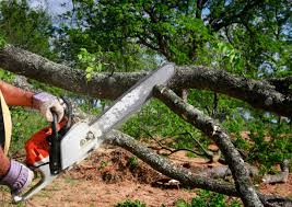 How Our Tree Care Process Works  in  Indiantown, FL